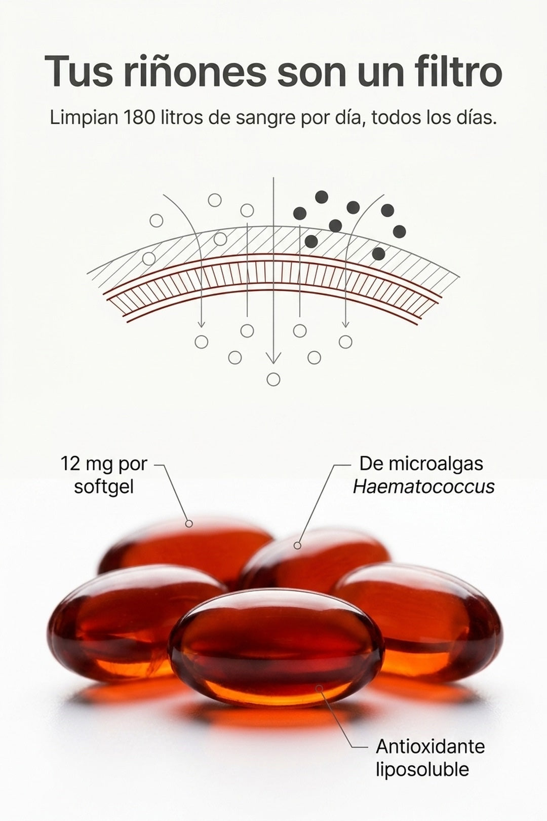 Tus riñones son un filtro: 180 litros de sangre por día