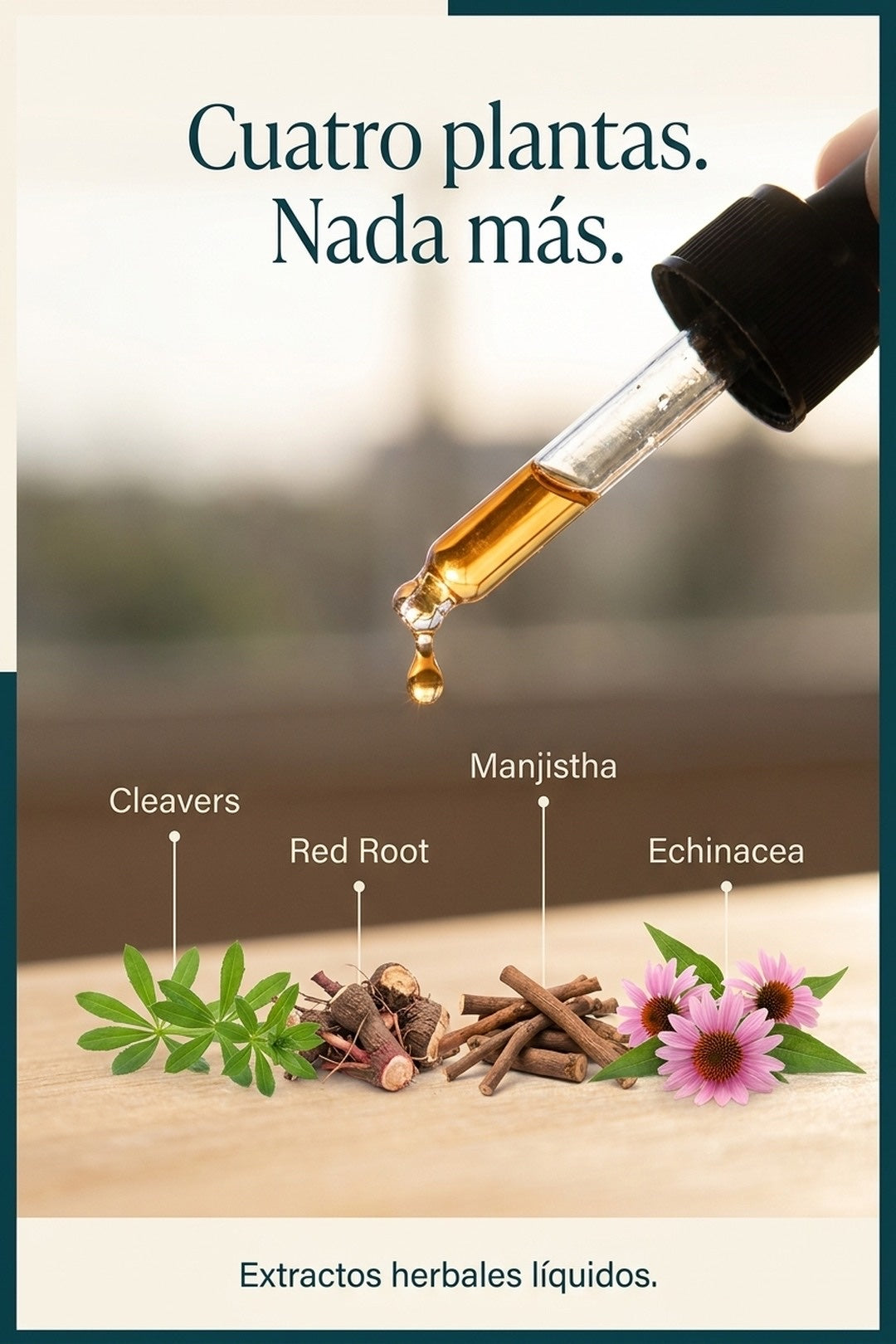 Cuatro plantas: Cleavers, Red Root, Manjistha y Echinacea