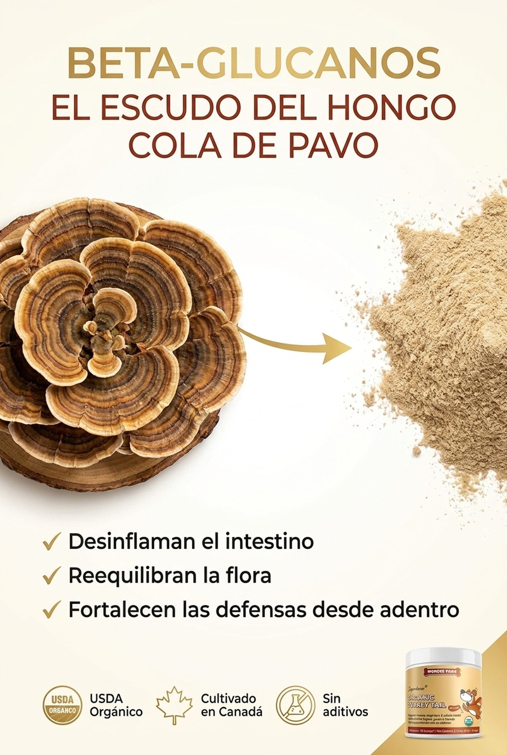 Beta-glucanos del hongo cola de pavo · desinflaman y reequilibran la flora