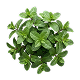 Hoja de Menta Orgánica