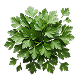 Perejil Orgánico (Hoja)